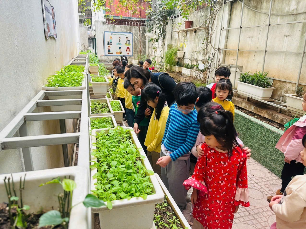 Các bé lớp A1 với hoạt động trải nghiệm tại vườn rau của trường Mẫu giáo Số 10