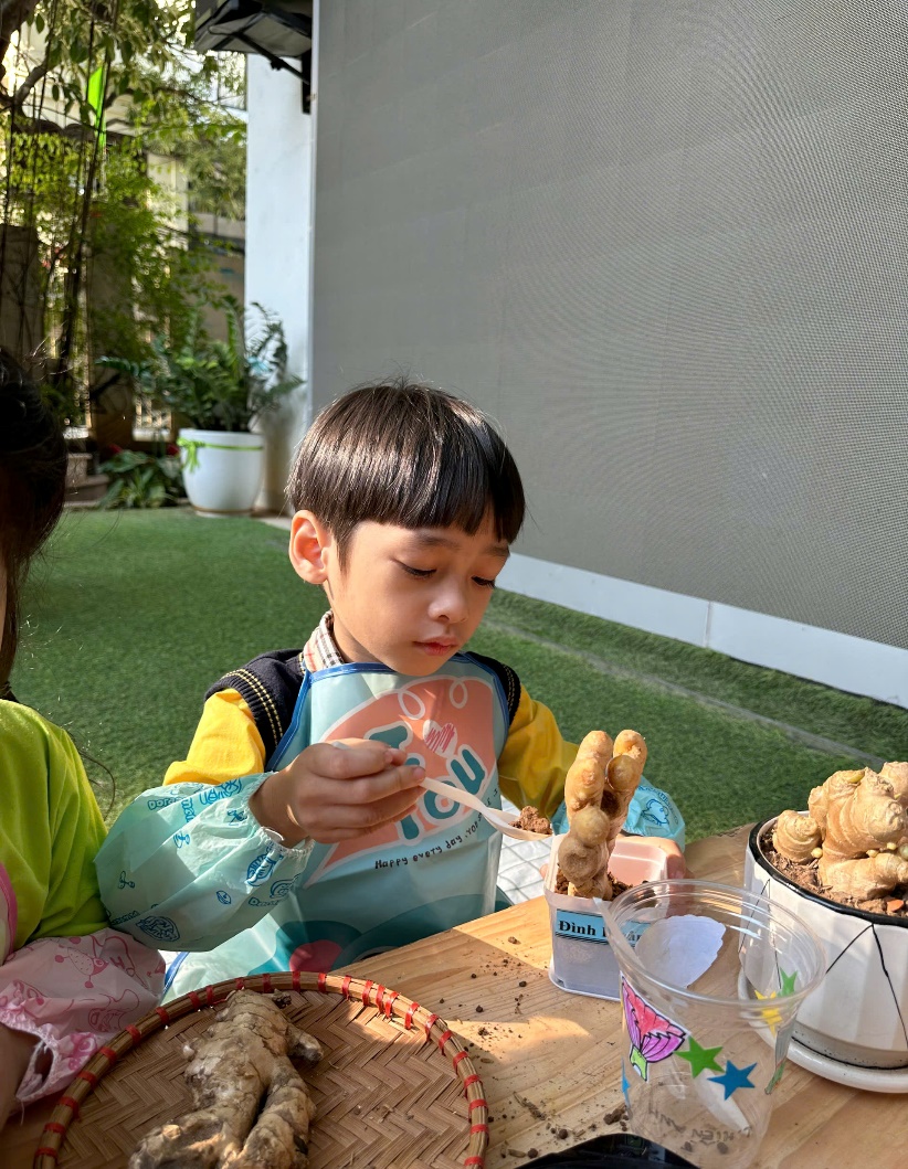 C:\Users\ADMIN\Desktop\A4. 2025-2026\Ảnh\Tháng 11\Trồng gừng\z7261738223127_6caaef0702b6f3216728597b9a19c5f3.jpg