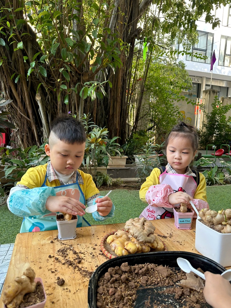 C:\Users\ADMIN\Desktop\A4. 2025-2026\Ảnh\Tháng 11\Trồng gừng\z7261738194336_143c26e5d95fb79ae0f5075d334e7333.jpg